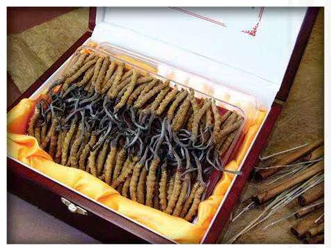 泰和冬虫夏草回收